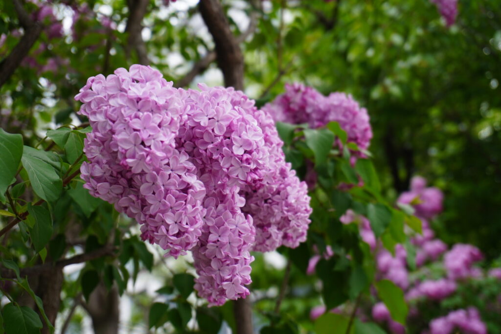Lilacs bloom in late spring in Sapporo, usually around May, marking the start of a comfortable season.