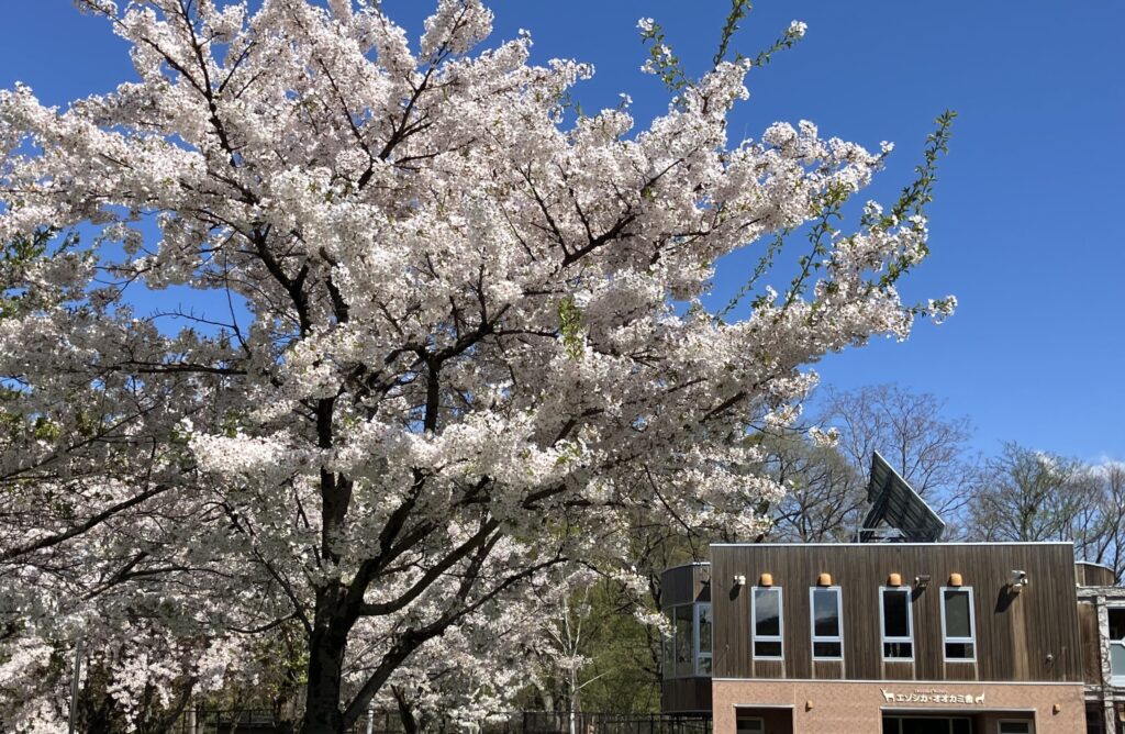 Cherry blossoms in Hokkaido typically bloom from late April to early May, later than in most parts of Japan.