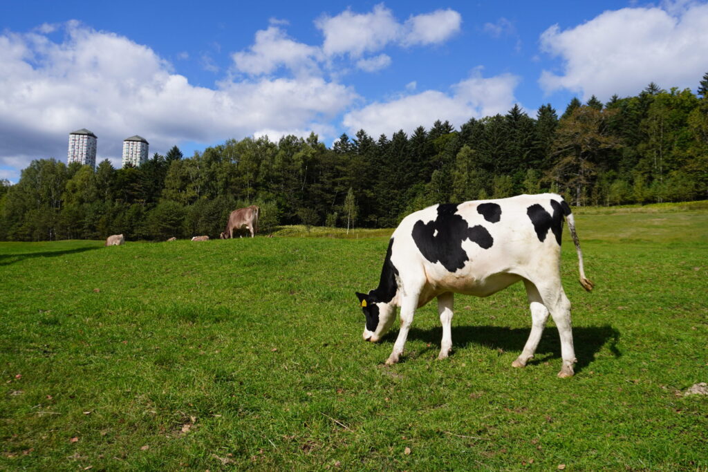 Cows grazing in the open fields of Hokkaido — a common summer scene in the countryside.
